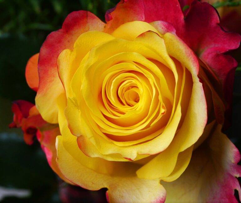 DIY Rainwater Collection System: Steps for Sustainable Water Usage